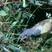 Connecticut Warbler